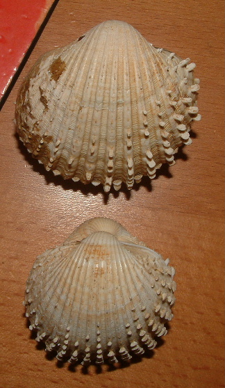 Acanthocardia spinosa